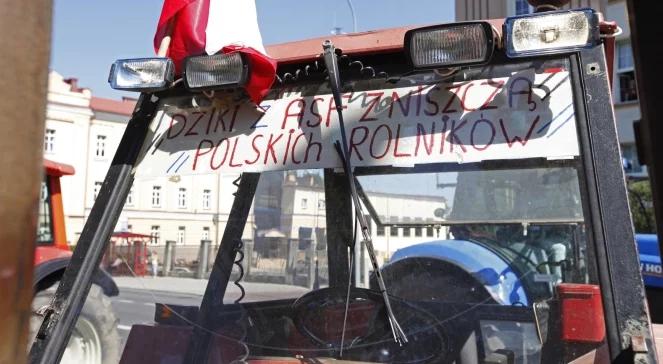 Dziki weszły w szkodę? 69 mln zł rekompensaty dla rolników 
