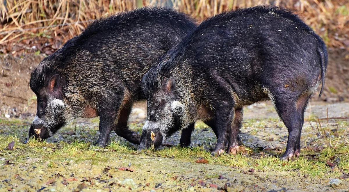 Nowe przypadki wirusa ASF. Resort rolnictwa przypomina o bioasekuracji