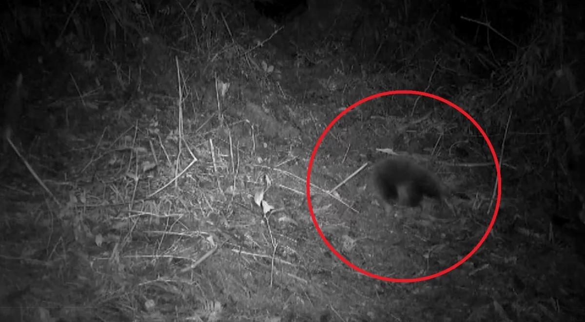 Żyła w czasach dinozaurów, sądzili, że wyginęła. Uchwyciła ją fotopułapka