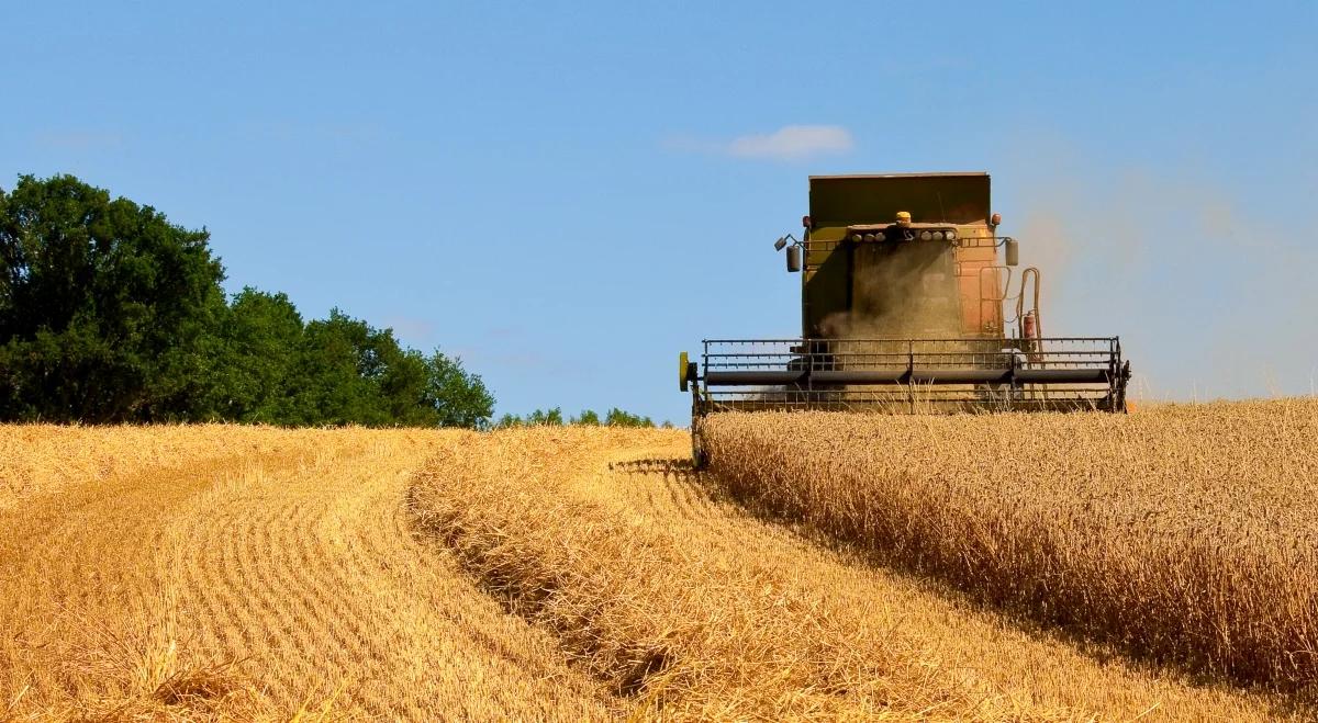 Dobre zbiory zbóż w 2023 r. "Pozwolą Polsce utrzymać pozycję ważnego producenta"