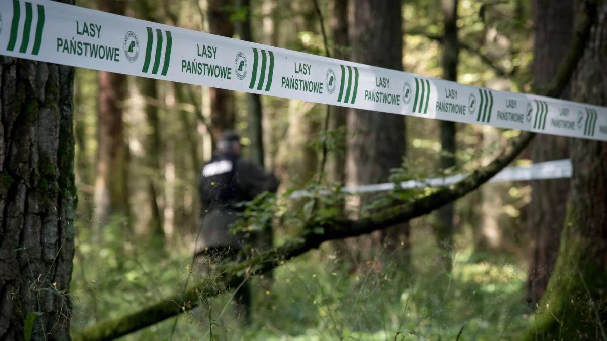 W polskich lasach ruszają wzmożone kontrole. Wysoka grzywna za zbieranie gałązek
