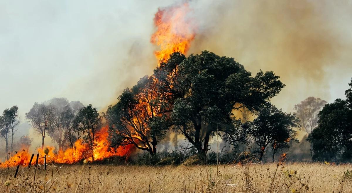 Pożar na wyspie Elba. "Ewakuowanych zostało około 700 osób"