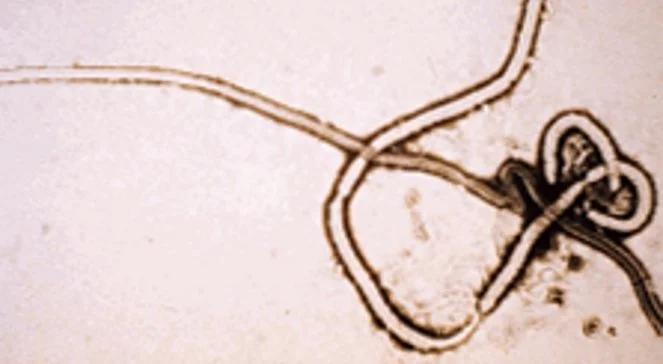 Brytyjczyk chory na Ebolę ewakuowany ze Sierra Leone