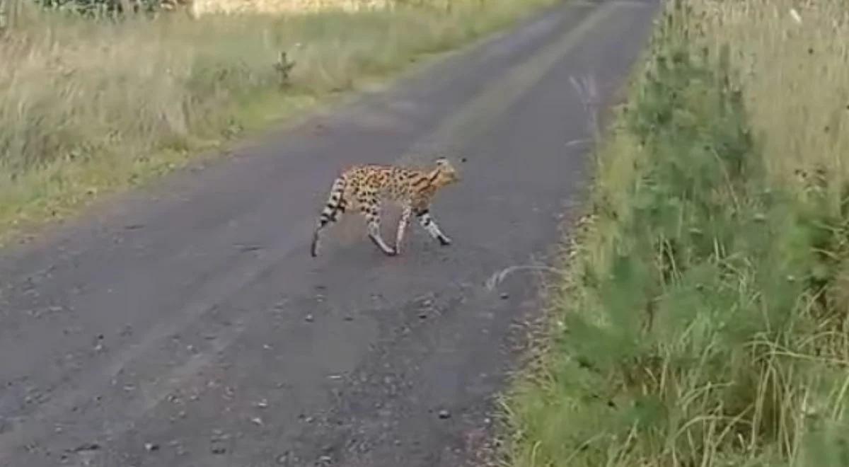 Serwal na wolności. Egzotyczny drapieżnik przemierza polskie lasy [WIDEO]