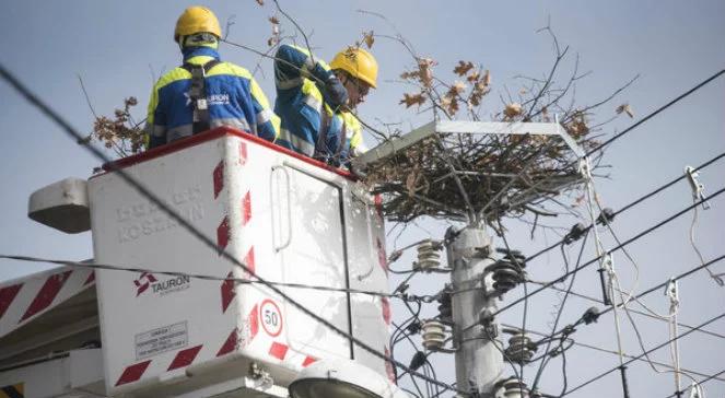 Bocianie gniazda na słupach energetycznych. Specjaliści zabezpieczają sieć