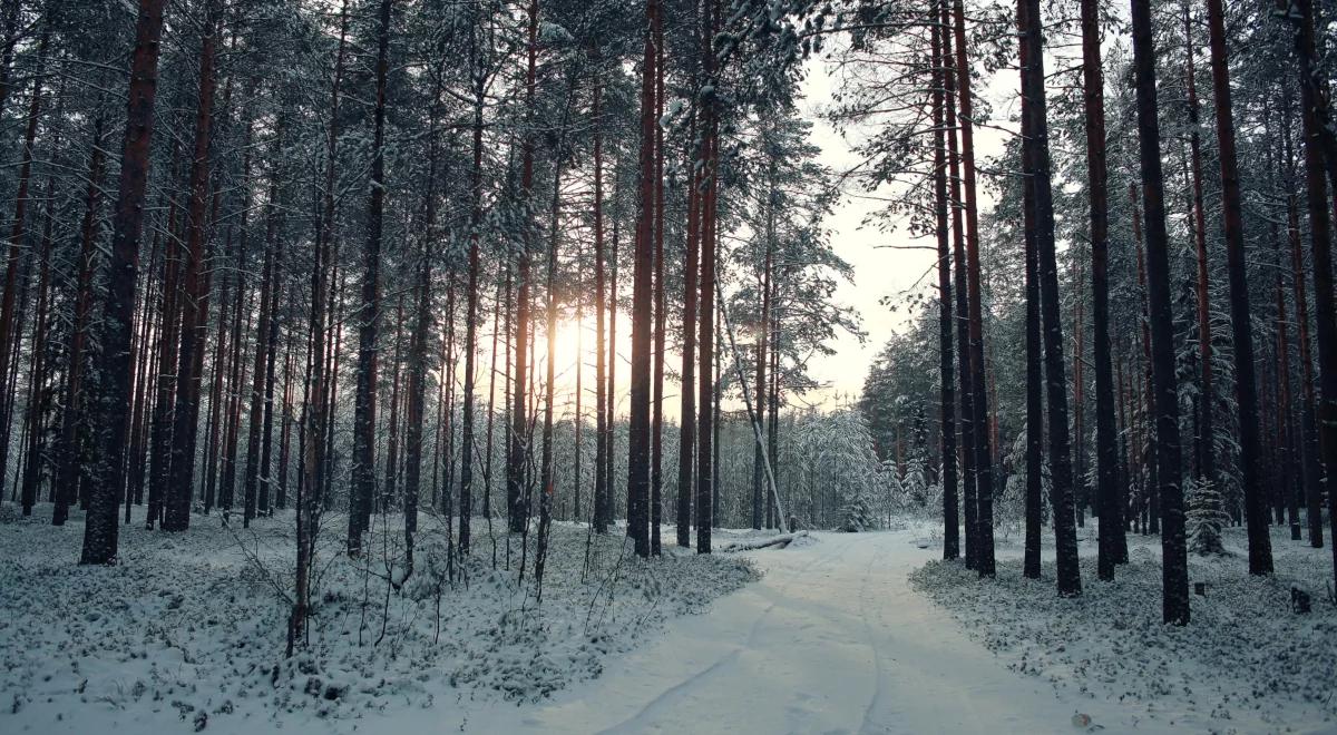 Skup gruntów pod nowe zalesienia. Lasy Państwowe mają atrakcyjną ofertę