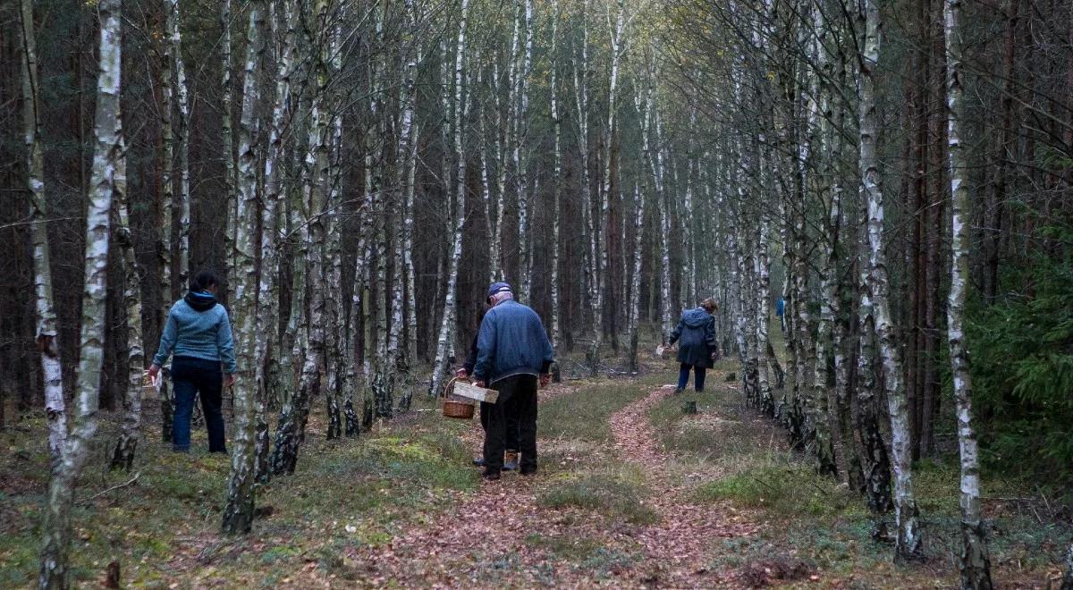 Śmierć podczas grzybobrania i seria zaginięć w lasach. Apel policji