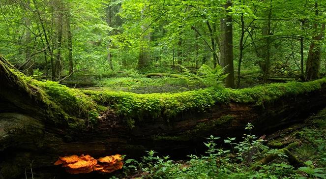 Europejski Dzień Parków Narodowych