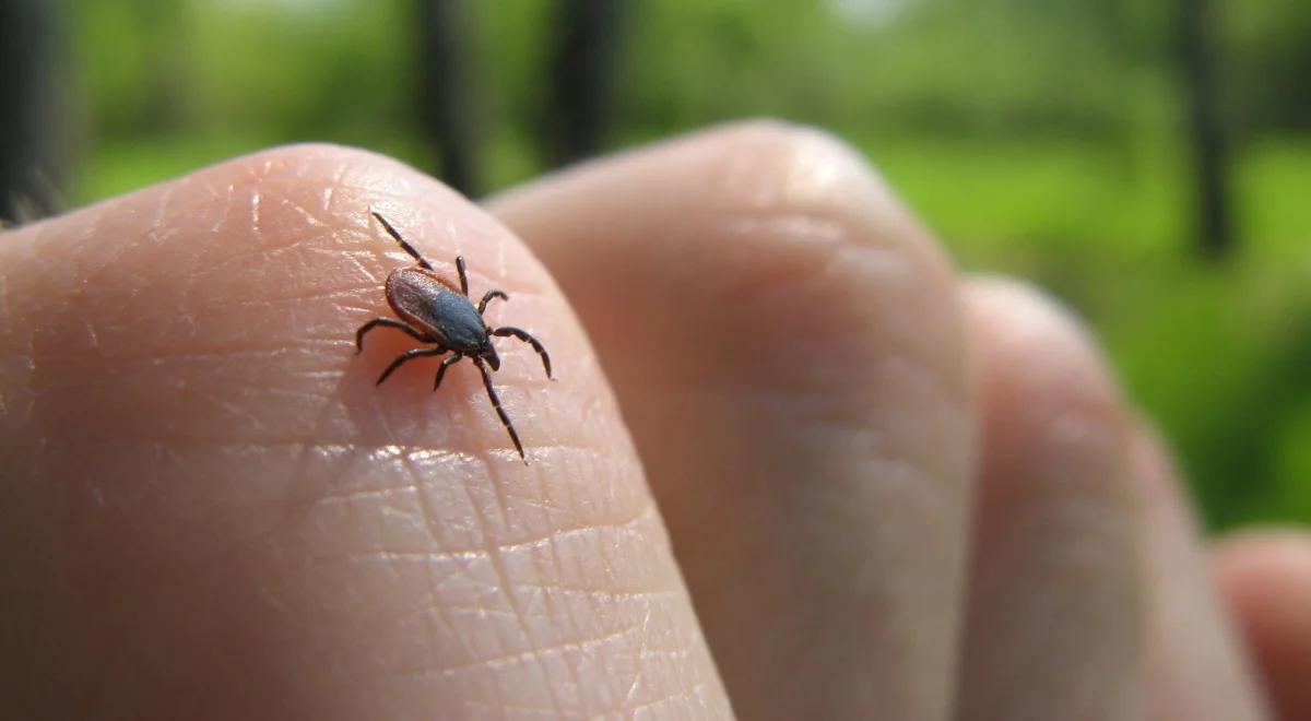 Przełom w walce z kleszczami? Naukowcy z Kanady odkryli naturalny środek na groźne insekty 
