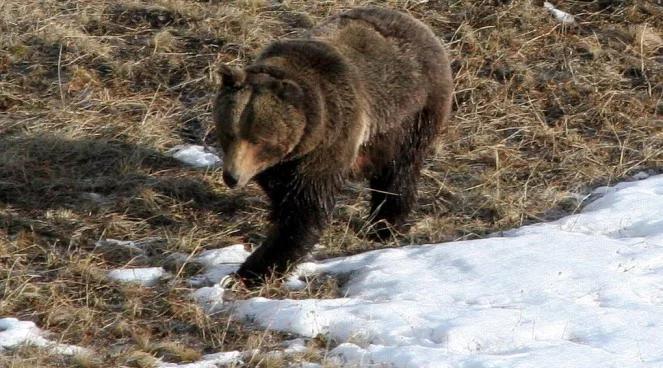 W Tatry wróciła zima, a niedźwiedzie już nie śpią