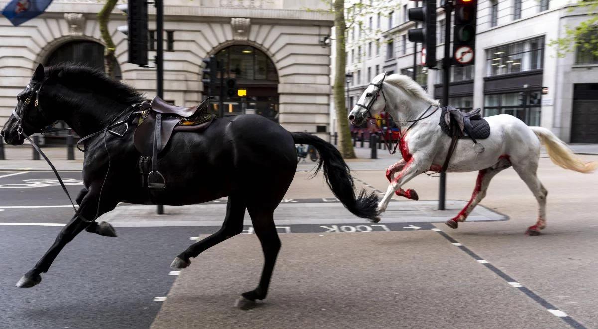 Galop po Londynie zamiast parady. Zbiegłe wierzchowce już po operacji