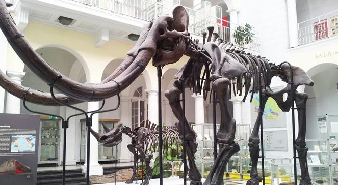Muzeum Geologiczne zaprasza na podróż w głąb ziemi