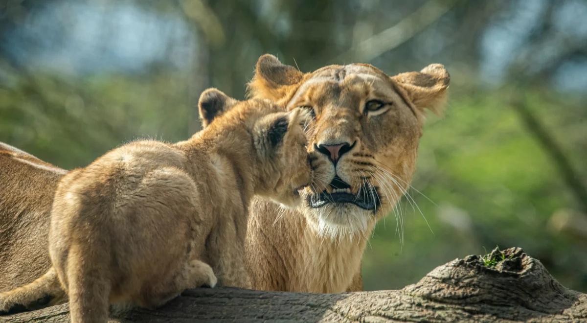 Skandal w Gizie. W zoo masowo wybito lwy i tygrysy. Obrońcy praw zwierząt biją na alarm