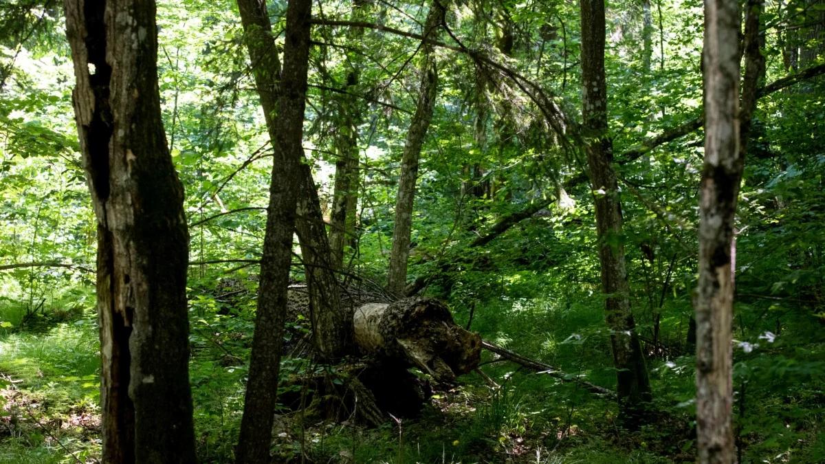 Puszcza Białowieska. "Las inny niż wszystkie"