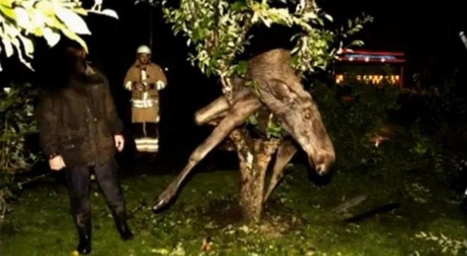 Szwecja: pijany łoś znaleziony na drzewie