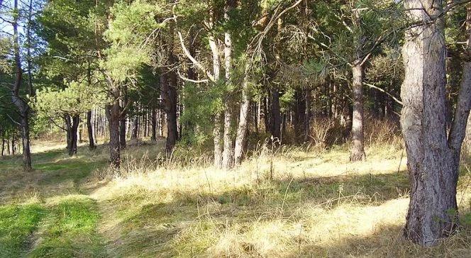 Najwyższy stopień zagrożenia pożarowego niemal we wszystkich polskich lasach