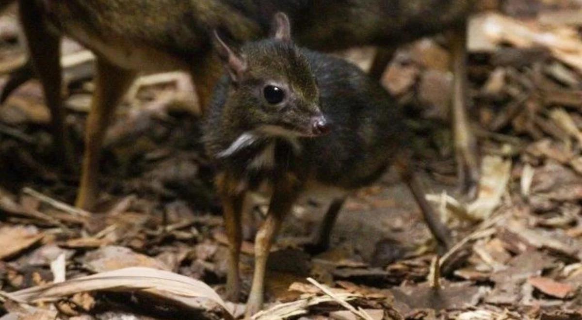 "Świąteczny prezent". W stołecznym zoo urodził się myszojeleń. Kolejny w tym roku