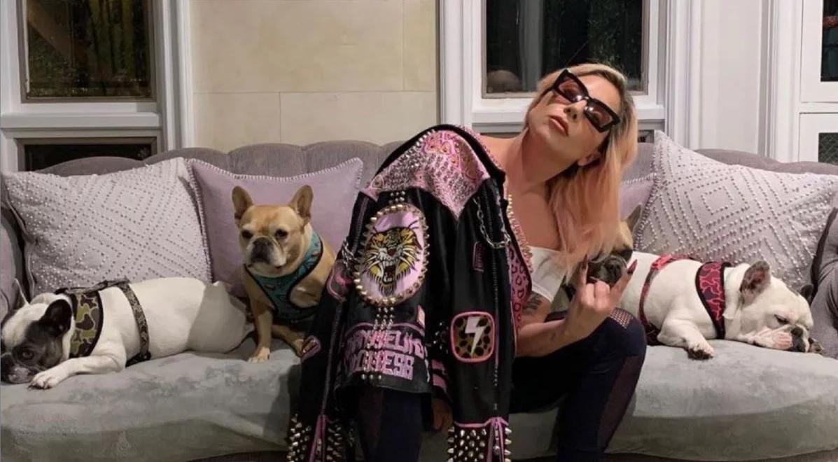 Odnaleziono uprowadzone psy Lady Gagi. Wysoka nagroda za odzyskanie buldogów