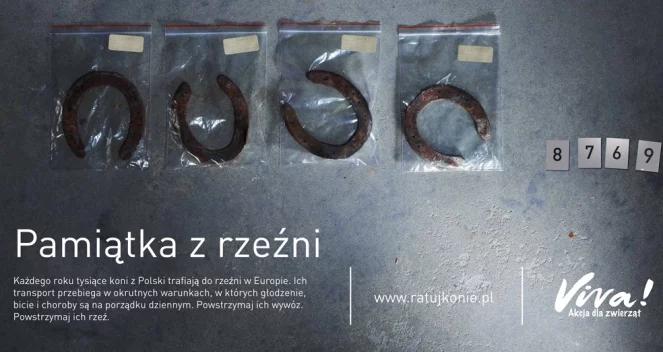 Dokąd idą konie, gdy dorosną? Powiedz "nie" rzezi 