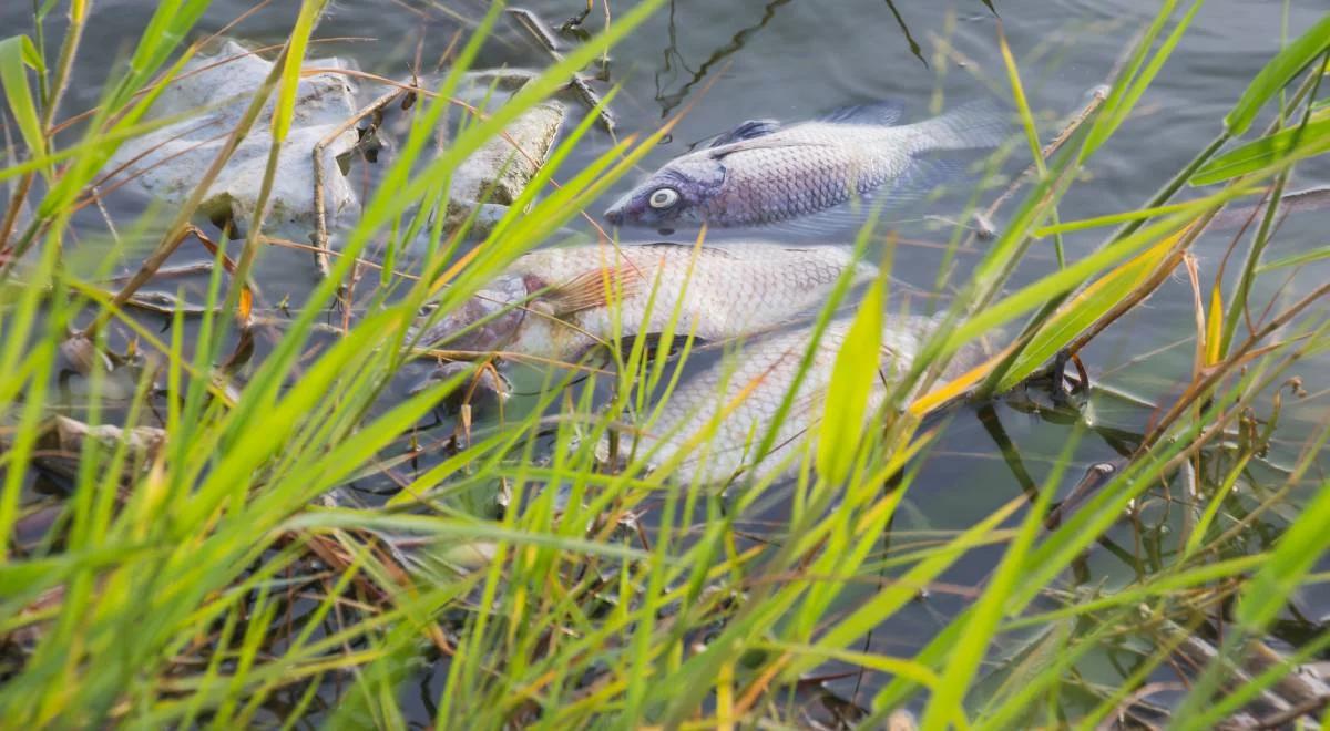 Tona śniętych ryb w Lubczynie. Jest lista "podejrzanych"