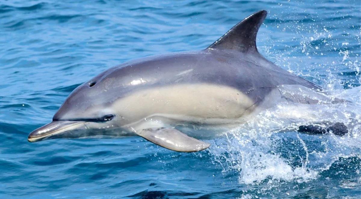 Pierwszy taki przypadek od lat. Delfin w Zatoce Gdańskiej