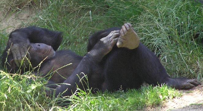 Szympans przeprowadził się do innego zoo i... zmienił mu się akcent