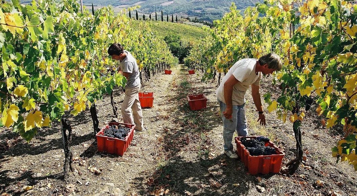 We Francji początek winobrania: brakuje rąk do pracy