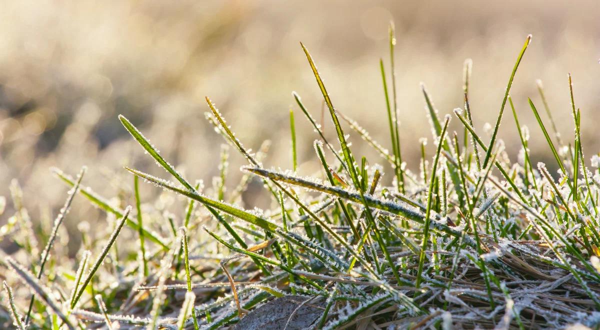 Temperatura spadnie nawet do -5 stopni. IMGW ostrzega przed przymrozkami