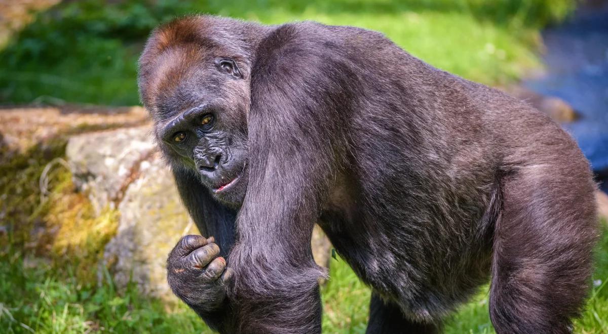 USA: pozytywny wynik testu na COVID-19 u ośmiu goryli w zoo w Kalifornii