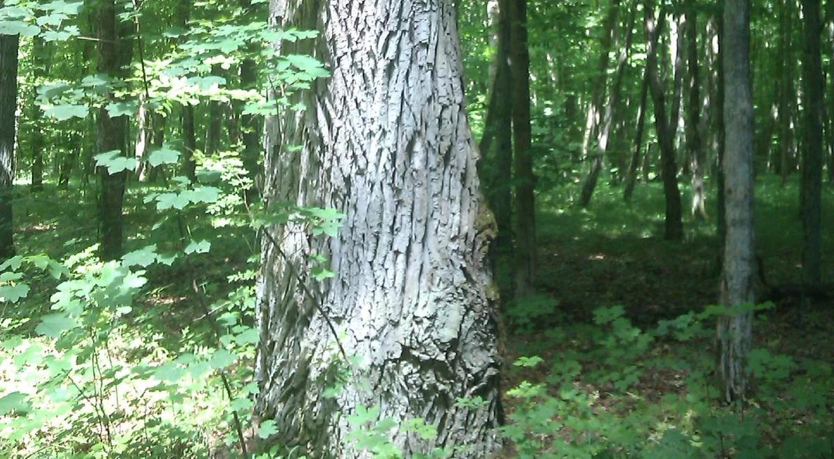 Leśne gospodarstwa węglowe remedium na emisję CO2?