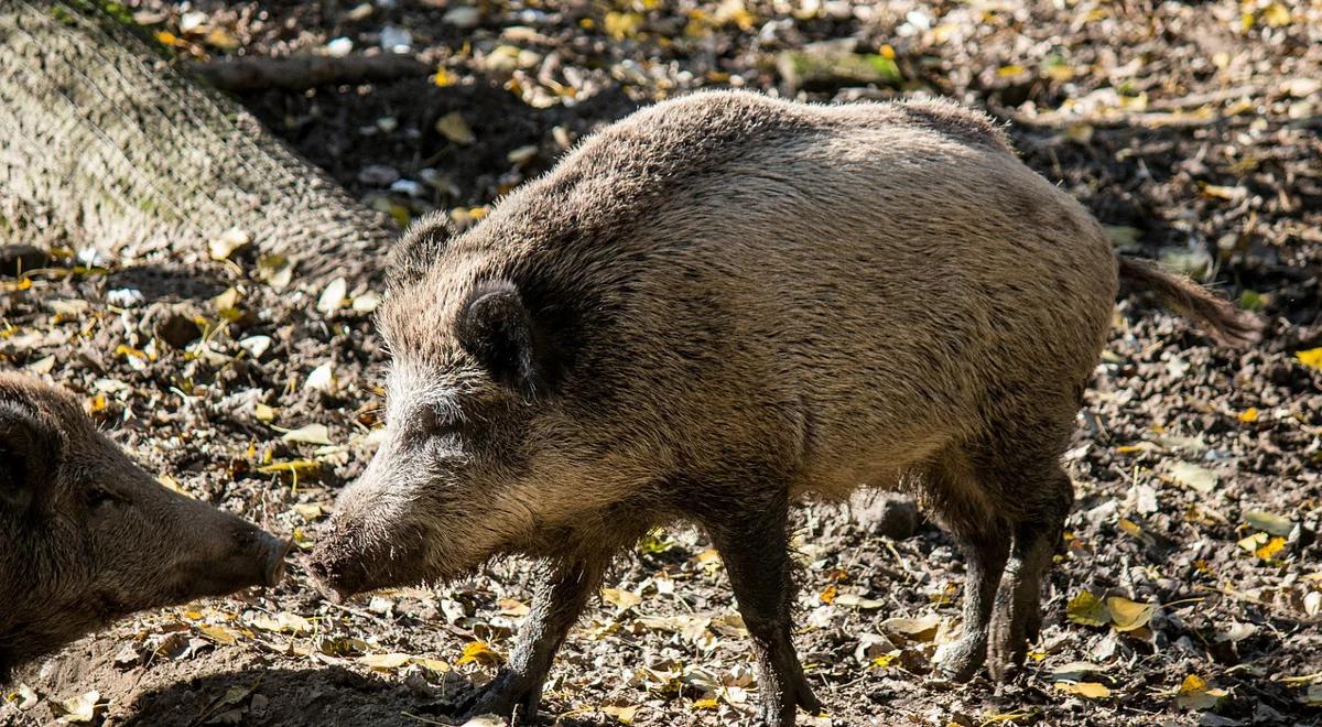 Ponad 300 rolników złożyło wnioski ws. szkód spowodowanych przez dziki