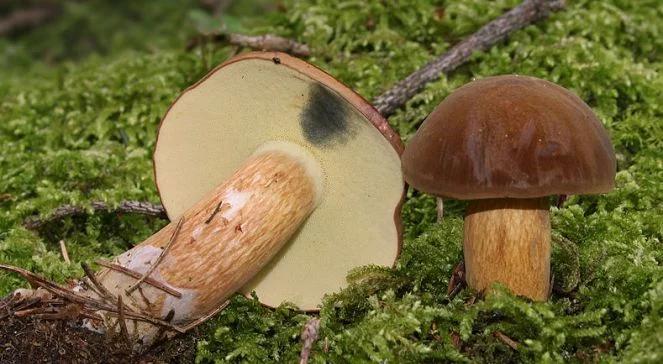 Grzyb rekordzista z Pomorza waży 2 kilogramy