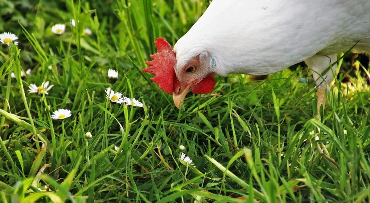 Poszukiwanie nowych rynków zbytu wyzwaniem dla branży drobiarskiej. Nadzieja w Azji