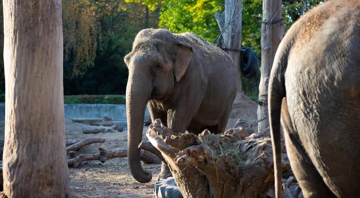 Dyrektor wrocławskiego zoo: ewakuacja to dla nas absolutna ostateczność