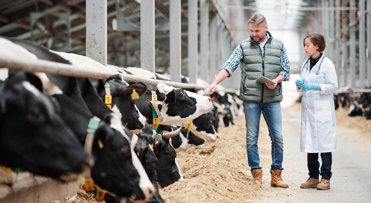 Rozpoczął się zapowiadany przez premiera interwencyjny skup mleka. Oczekiwanie na wzrost cen