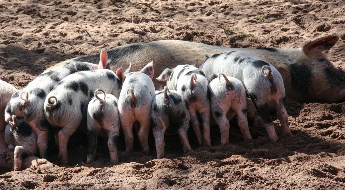 Handel wieprzowiną w Polsce: ASF psuje szyki