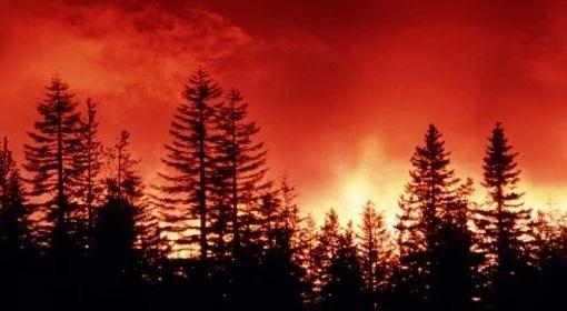 Groźny pożar lasu pod Ostrołęką gasi prawie 200 strażaków