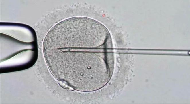 Spór o ustawę o in vitro. Sondaż: ponad 70 proc. Polaków popiera rządowy projekt