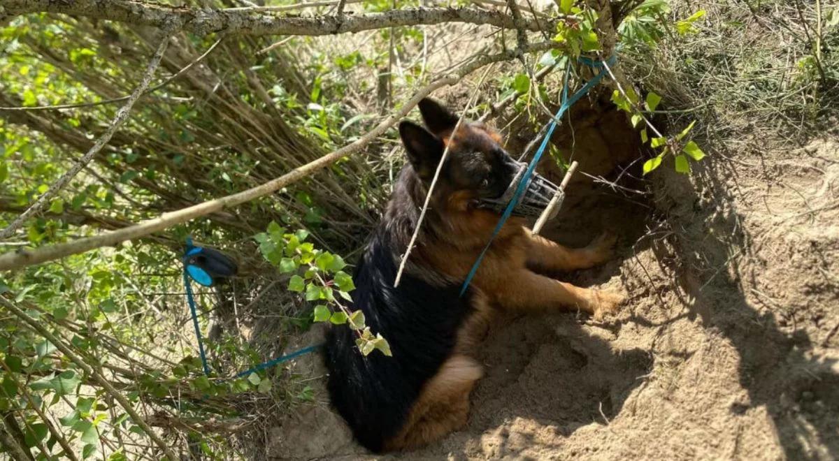 Skazany na śmierć w męczarniach. Pies z dwoma kagańcami przywiązany do drzewa