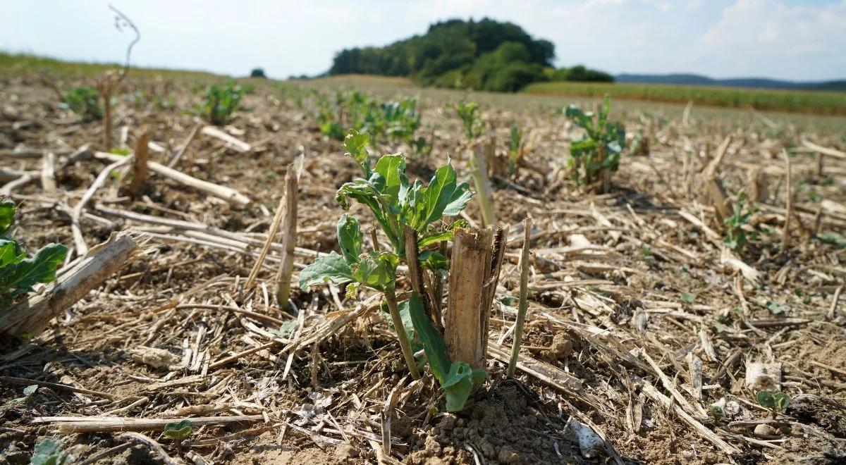 IMGW alarmuje. Susza glebowa dotknęła Polskę, możliwe kolejne zagrożenia