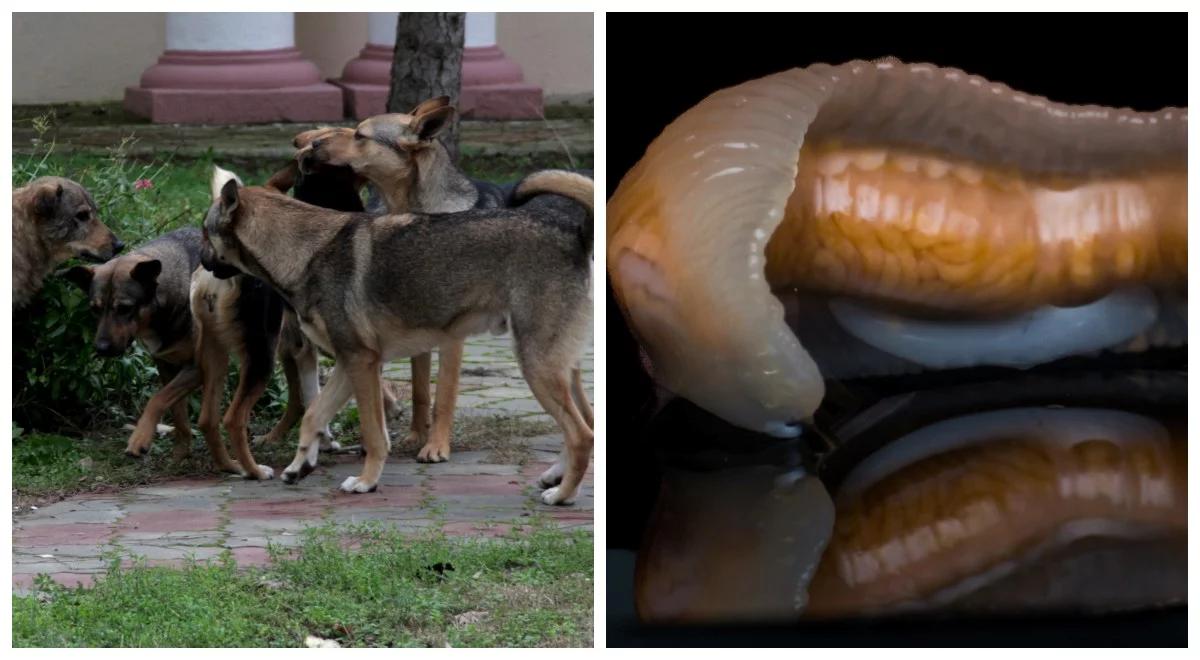 Pierwszy taki przypadek. Wykryli robaka-krwiopijcę u psa. U ludzi powoduje ślepotę