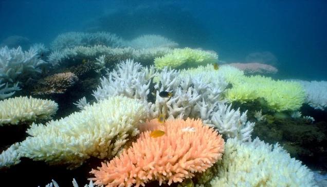 Naukowcy biją na alarm. Wielka Rafa Koralowa umiera
