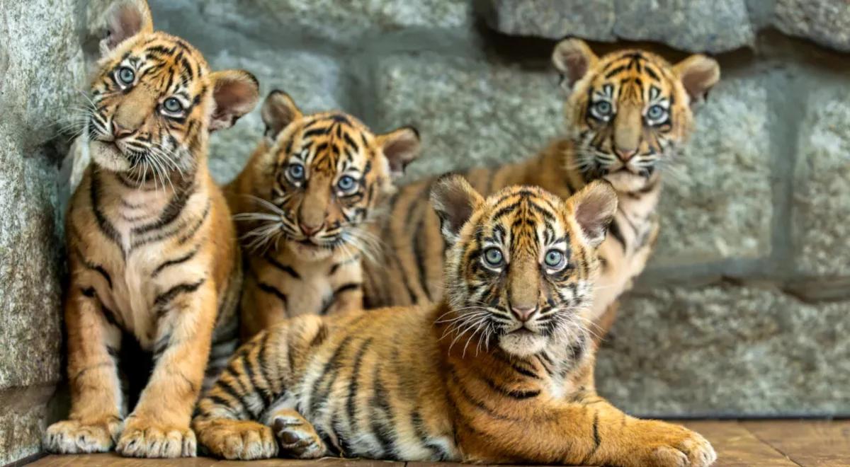 Wielka radość we wrocławskim zoo. Urodziły się tygrysy sumatrzańskie