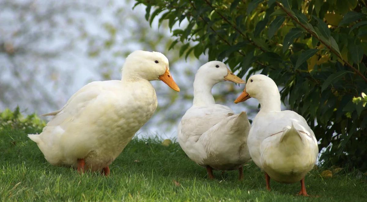 Ptasia grypa: 2 tys. producentów drobiu chce rekompensat. Od 25 zł za strusia do 5 zł za przepiórkę