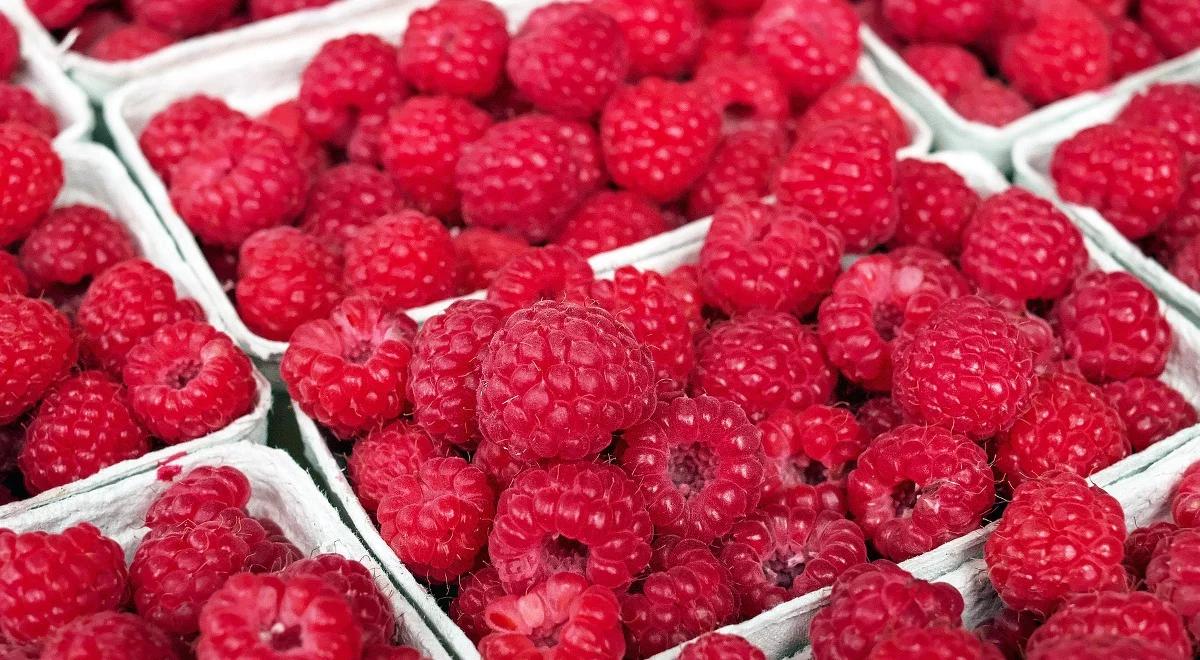 Polska drugim producentem malin w Europie