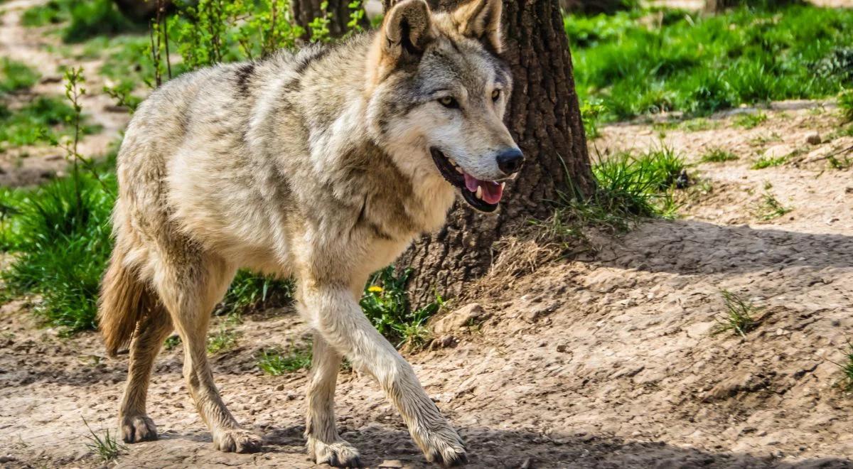 Wilki trafiły na front. Nowy eksperyment Rosjan