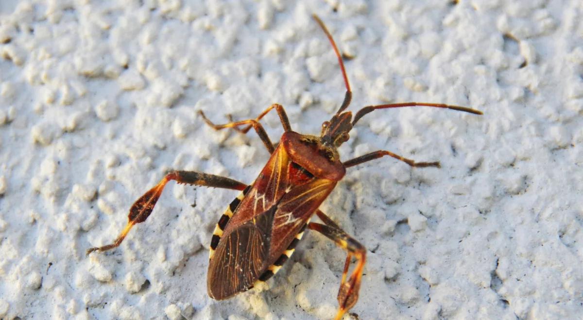 Wygląda jak karaluch, wkrada się do mieszkań. Leśnicy ostrzegają