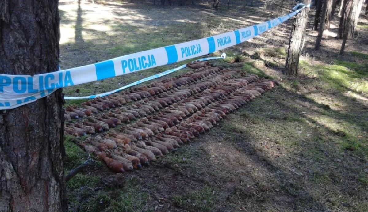 Kilkaset pocisków z trotylem w lesie na Mazowszu. Akcja CBŚP