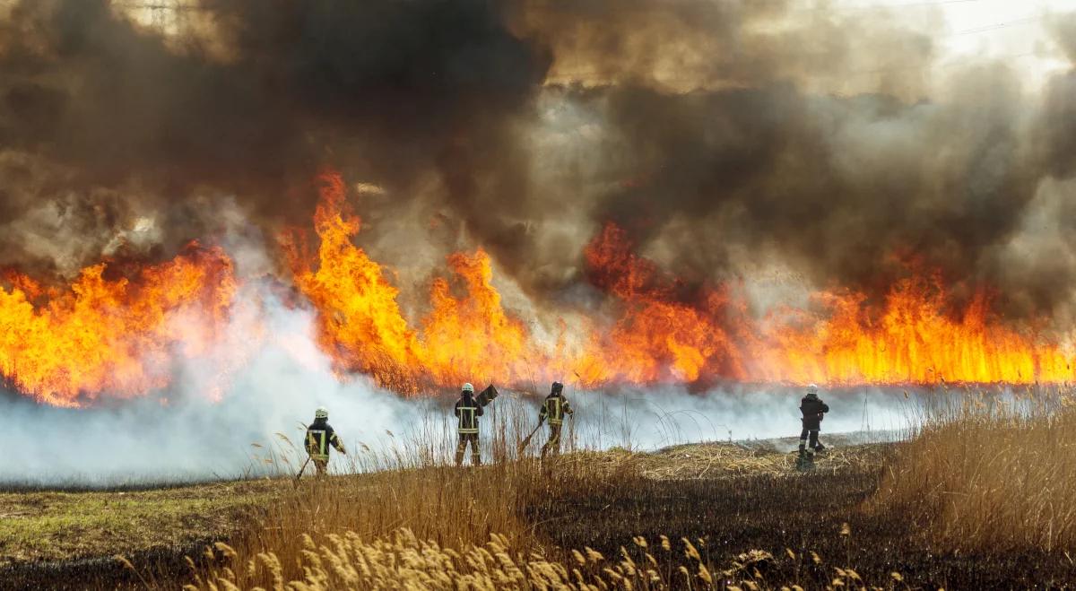 Wyższe temperatury, brak opadów. Strażacy ostrzegają: wzrośnie zagrożenie pożarami w lasach
