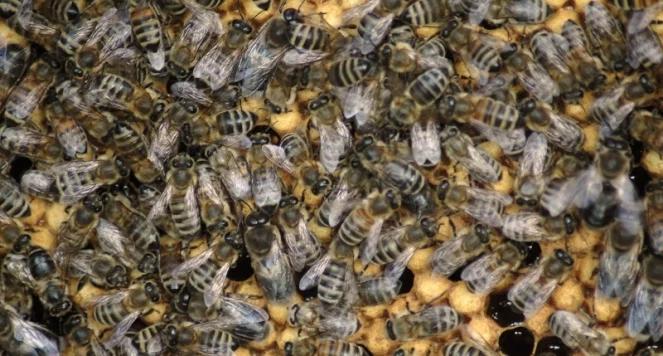 Gdy pszczoły zagrażają życiu. Nowa klinika